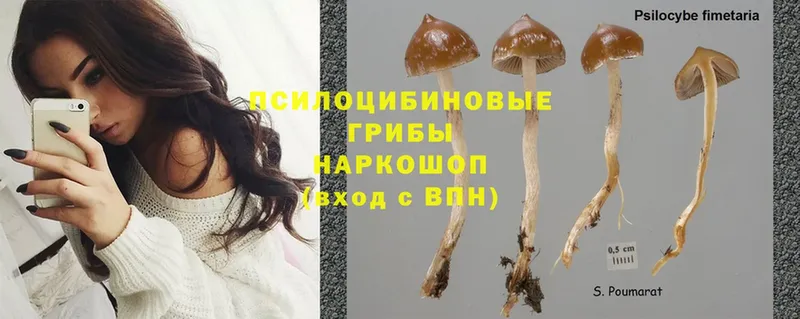 Псилоцибиновые грибы MAGIC MUSHROOMS  mega как войти  Усть-Джегута 